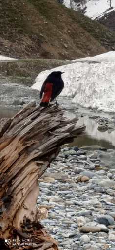 Tourist Guide to Birds of Kashmir II I Blog By Eshaan, 10, Bangalore