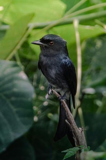 Tourist Guide to Birds of Kashmir II I Blog By Eshaan, 10, Bangalore the Black Drongo