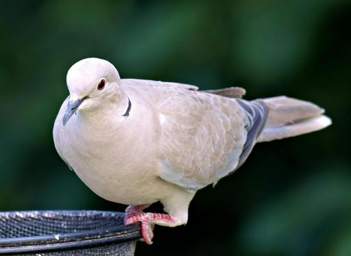 Tourist Guide to Birds of Kashmir II I Blog By Eshaan, 10, Bangalore Eurasian Collared Dove