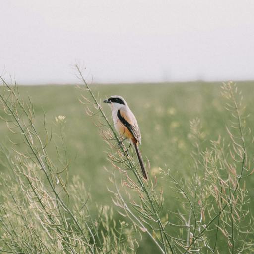 Tourist Guide to Birds of Kashmir II I Blog By Eshaan, 10, Bangalore the Long-Tailed Shrike