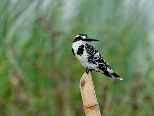 Tourist Guide to Birds of Kashmir II I Blog By Eshaan, 10, Bangalore The Pied Kingfisher
