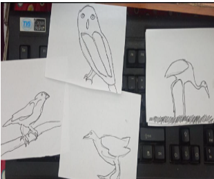 Bird watching: An Easy Guide I Blog by Eshaan, 10, Bangalore11