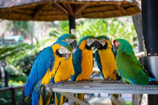 Bird watching: An Easy Guide I Blog by Eshaan, 10, Bangalore