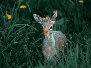 Leela's Love For Animals I Story By Srinika, 7, Nachram