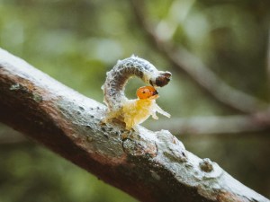 The Curious Caterpillar I Story By Gargi, 19, Panjim