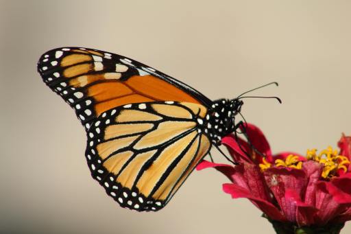  The Curious Caterpillar I Story By Gargi, 19, Panjim