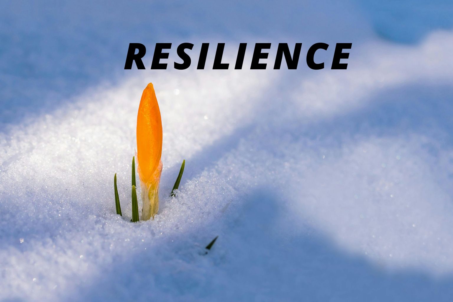 Resilience I Poem By Arianna, 13, Las Vegas