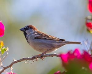 The Curious Sparrow I Story by Gargi, Panjim