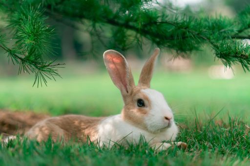 The Adventure of Sparkle Valley I Story By Gargi, Panjim