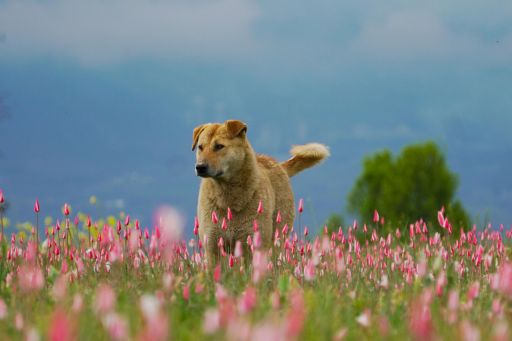 The Ultimate Sacrifice I Story By Praaptie,14,Bhubaneswar