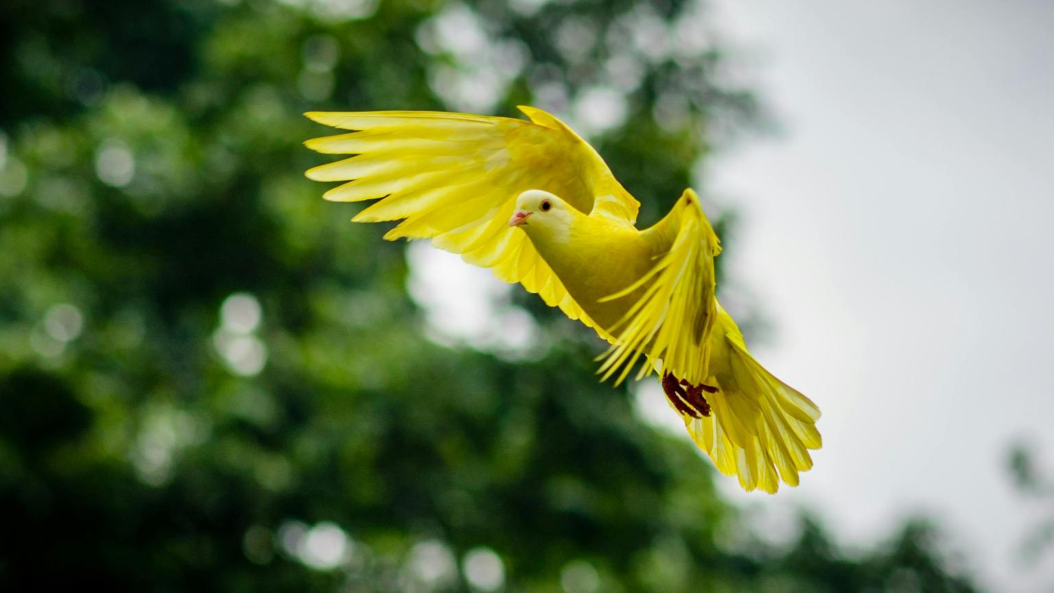 A Story of Freedom I Poem By Y.Jeyan,12,Hyderabad