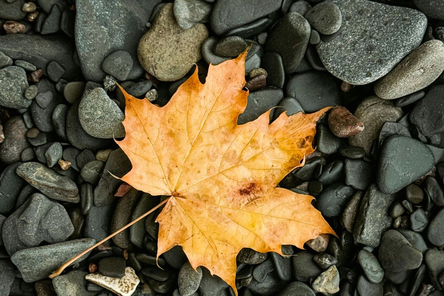 The Leaf's Story I Poem By Rimita,11,Mumbai