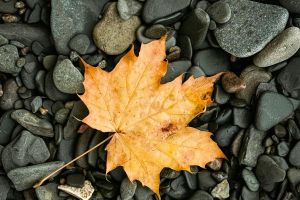 The Leaf's Story I Poem By Rimita,11,Mumbai