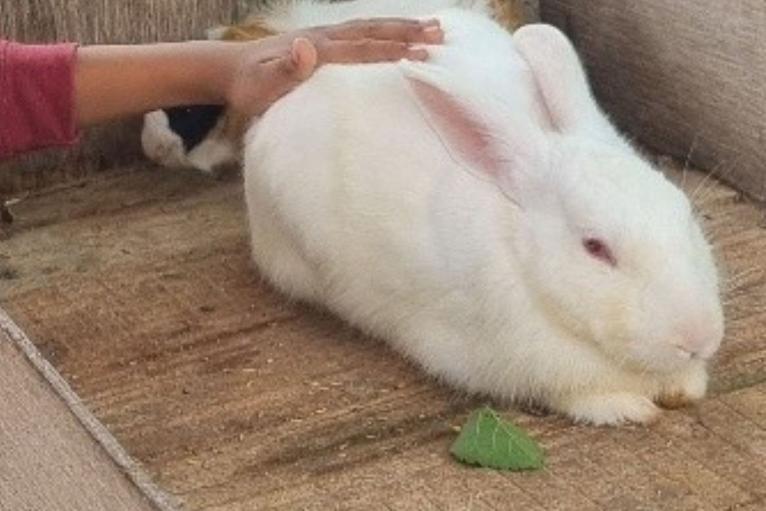 Trip to Picket Fence Farm I Essay By Vidhur, 6, Bangalore