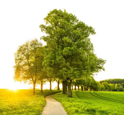 Trees I Poem By Sanskriti, 8, Washington DC