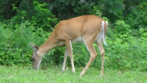 The Breathtaking Adventure to Shenandoah National Park I Blog By Param, Boston