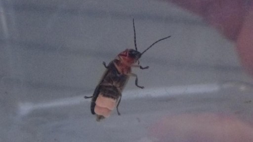 The Breathtaking Adventure to Shenandoah National Park I Blog By Param, Boston