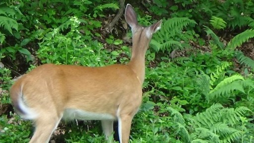 The Breathtaking Adventure to Shenandoah National Park I Blog By Param, Boston