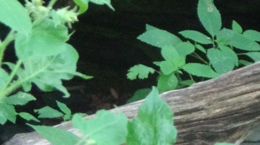 The Breathtaking Adventure to Shenandoah National Park I Blog By Param, Boston