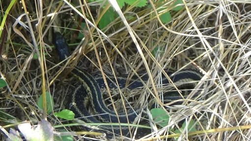 The Breathtaking Adventure to Shenandoah National Park I Blog By Param, Boston