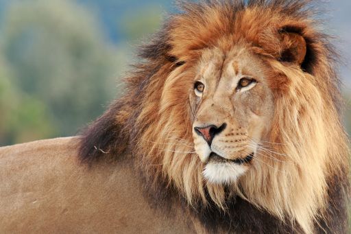 The Orchard: Friendship, Courage, and Consequences I Story by Sohini