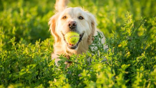 Ode to my loving Dog Blitz I Poem By Samar, 10, Kolkata