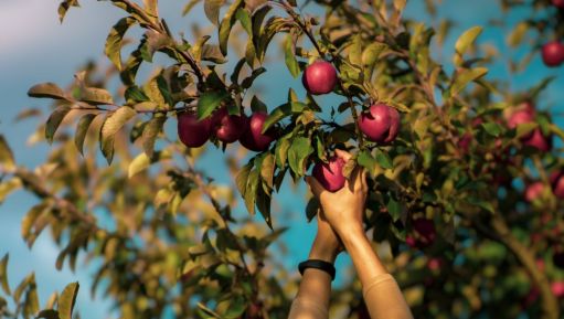 What the Fruit Trees Know : Being Yourself I Story By Shuddi