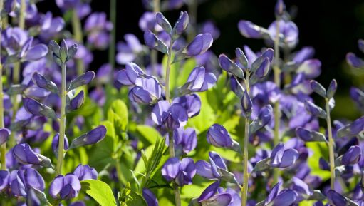 The Forgotten Treasure: Soil Revival I Story By Damayanti, 12, Panihati