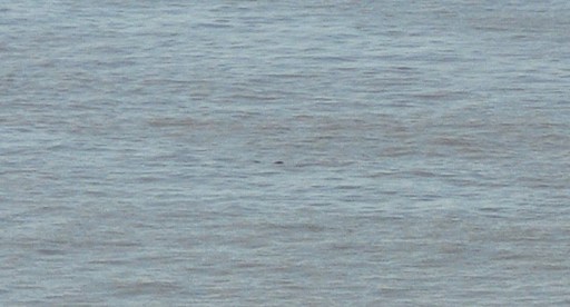 The Brilliant Adventure to Blackbuck National Park I Blog By Param 2