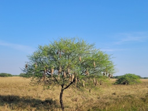 The Brilliant Adventure to Blackbuck National Park I Blog By Param 4