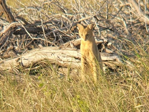 The Brilliant Adventure to Blackbuck National Park I Blog By Param 6