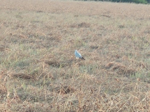 The Brilliant Adventure to Blackbuck National Park I Blog By Param 7