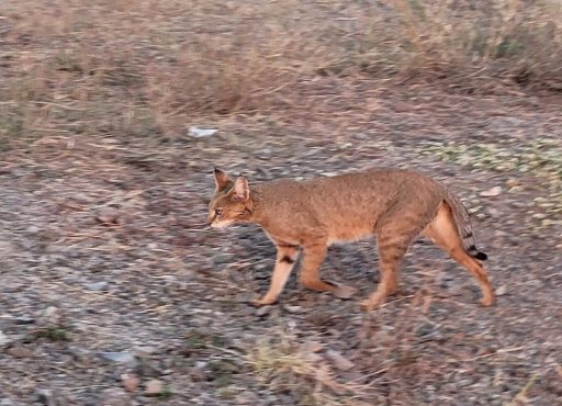 The Brilliant Adventure to Blackbuck National Park I Blog By Param 8