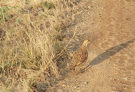 The Brilliant Adventure to Blackbuck National Park I Blog By Param 9