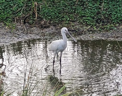 The Brilliant Adventure to Blackbuck National Park I Blog By Param 12