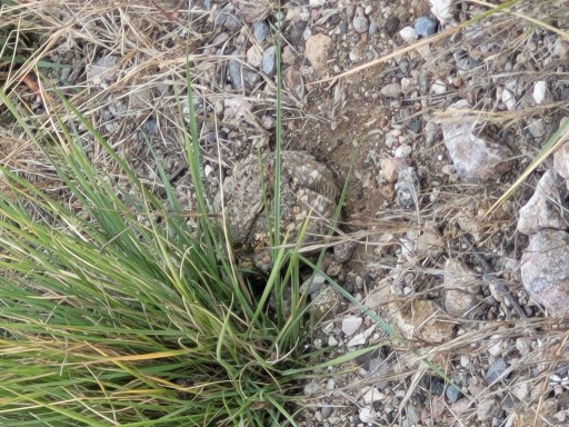 The Brilliant Adventure to Blackbuck National Park I Blog By Param 14