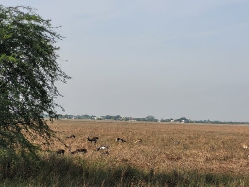 The Brilliant Adventure to Blackbuck National Park I Blog By Param 15