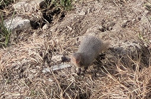 The Brilliant Adventure to Blackbuck National Park I Blog By Param 15