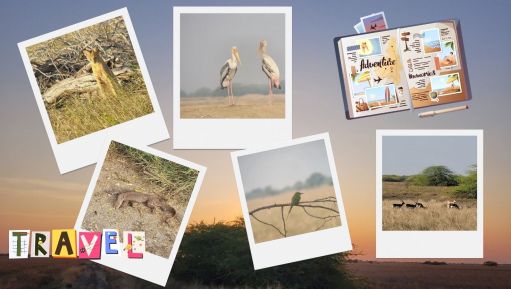 The Brilliant Adventure to Blackbuck National Park I Blog By Param